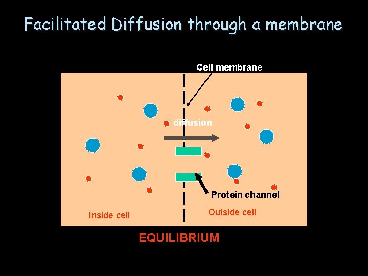 Facilitated Diffusion through a membrane Cell membrane diffusion Protein channel Inside cell Outside cell