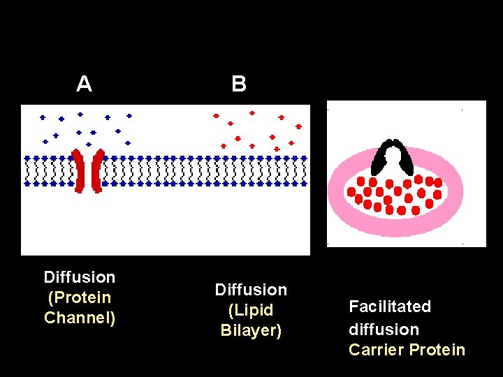 A Diffusion (Protein Channel) B Diffusion (Lipid Bilayer) Facilitated diffusion Carrier Protein 
