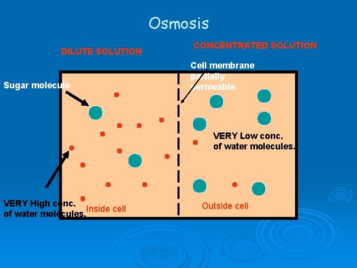 Osmosis DILUTE SOLUTION Sugar molecule CONCENTRATED SOLUTION Cell membrane partially permeable. VERY Low conc.