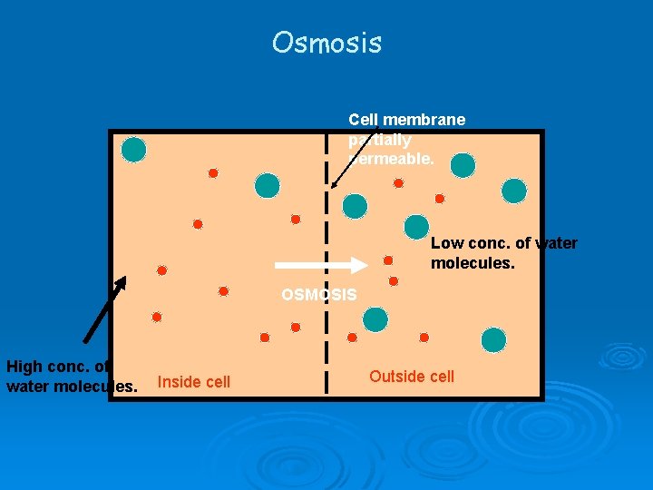 Osmosis Cell membrane partially permeable. Low conc. of water molecules. OSMOSIS High conc. of