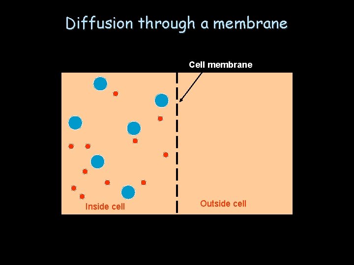 Diffusion through a membrane Cell membrane Inside cell Outside cell 