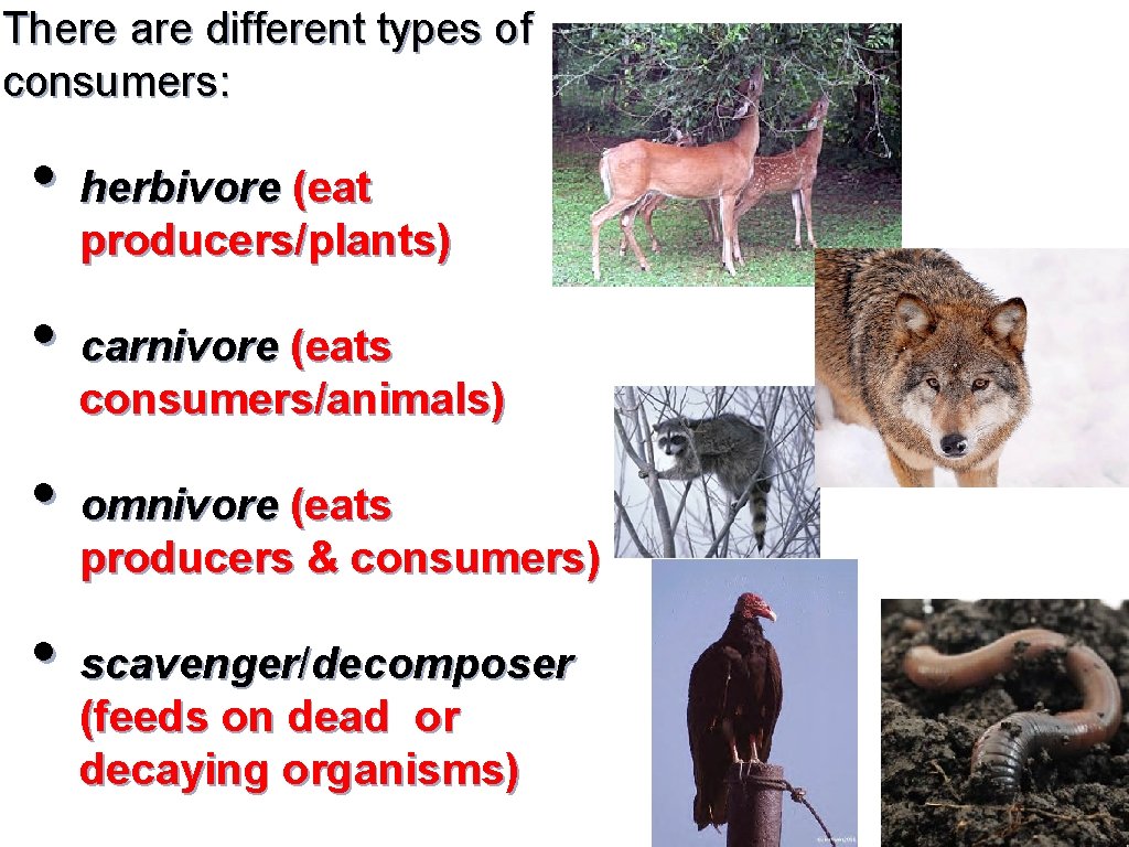 There are different types of consumers: • herbivore (eat producers/plants) • carnivore (eats consumers/animals)