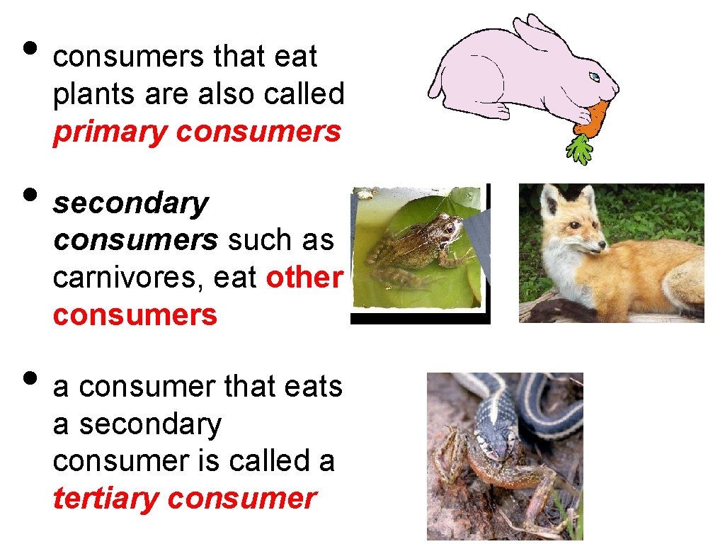  • consumers that eat plants are also called primary consumers • secondary consumers