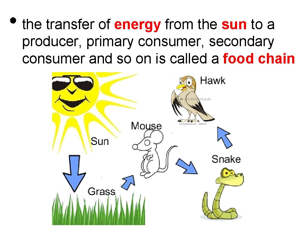  • the transfer of energy from the sun to a producer, primary consumer,