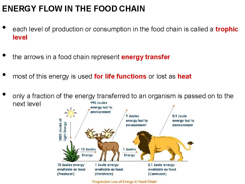 ENERGY FLOW IN THE FOOD CHAIN • each level of production or consumption in