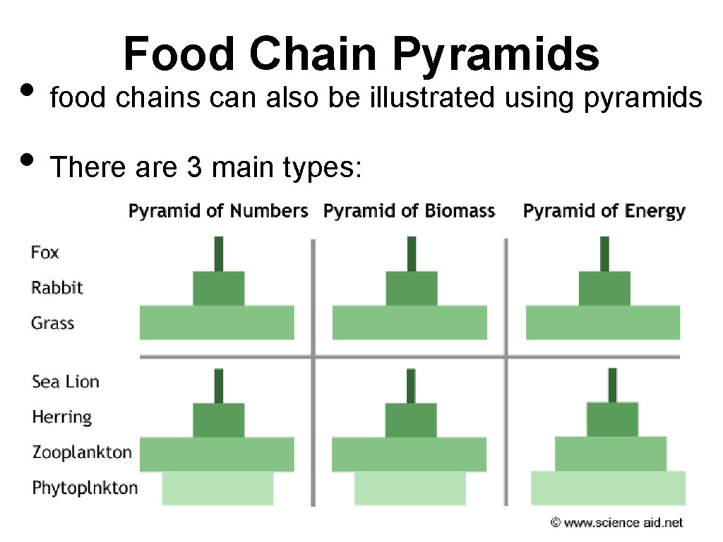 Food Chain Pyramids • food chains can also be illustrated using pyramids • There