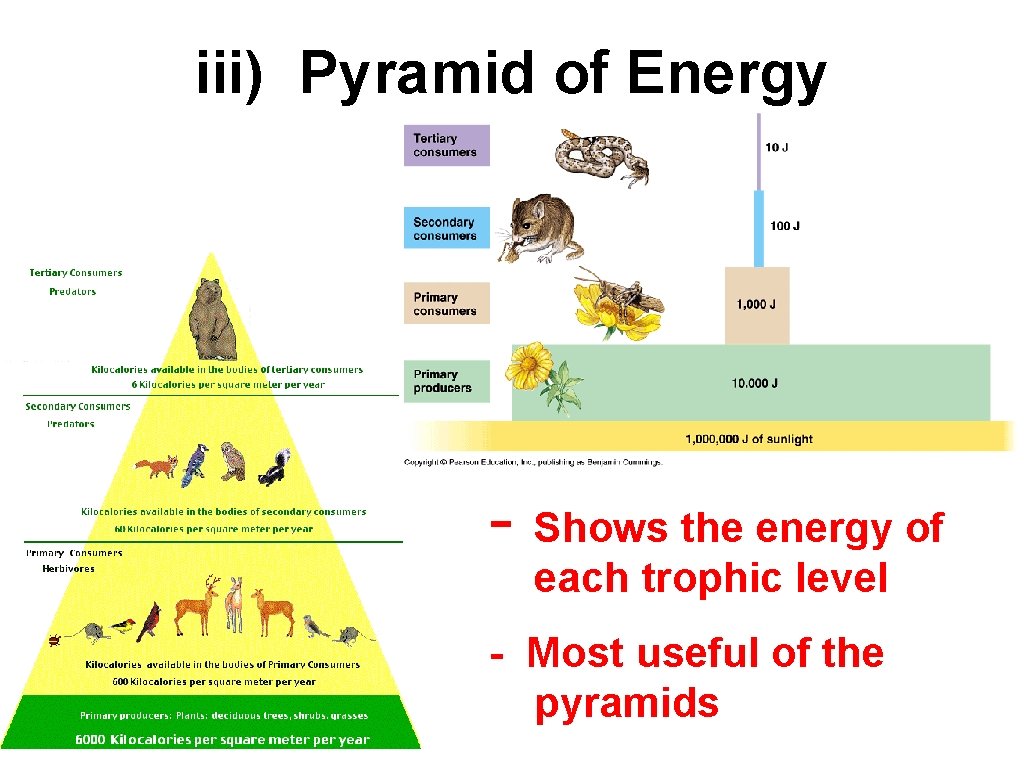 iii) Pyramid of Energy - Shows the energy of each trophic level - Most