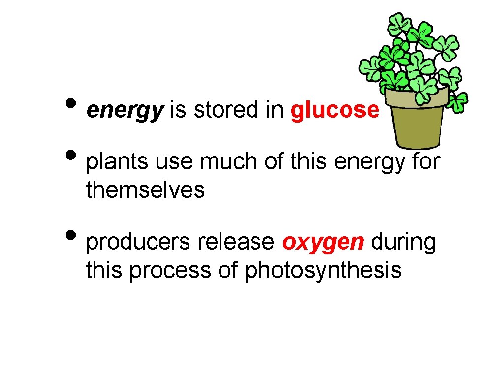  • energy is stored in glucose • plants use much of this energy