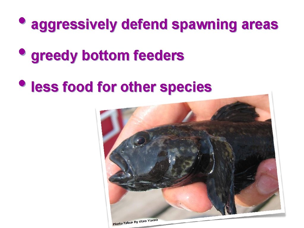  • aggressively defend spawning areas • greedy bottom feeders • less food for