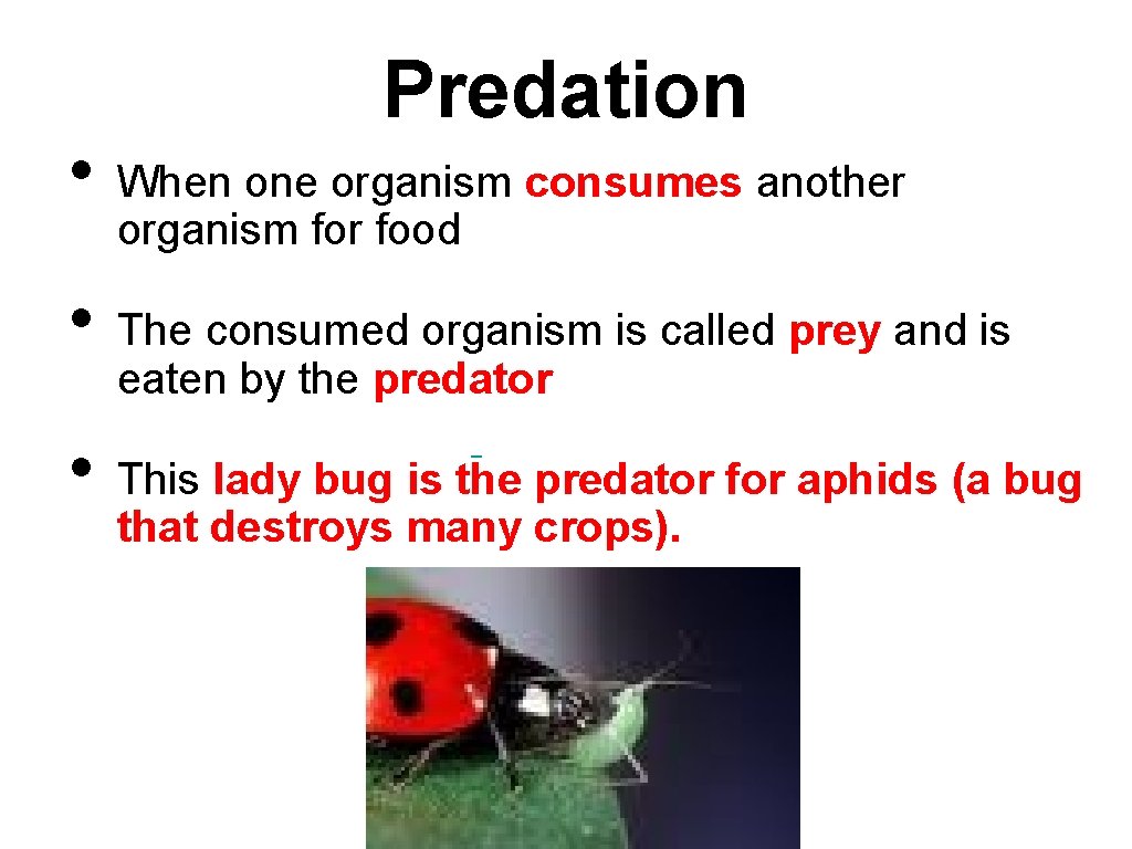  • • Predation When one organism consumes another organism for food The consumed