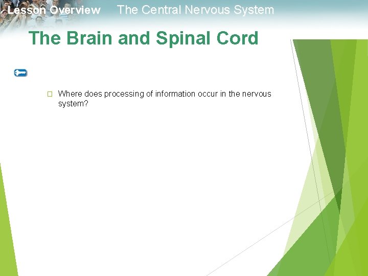 Lesson Overview The Central Nervous System The Brain and Spinal Cord � Where does