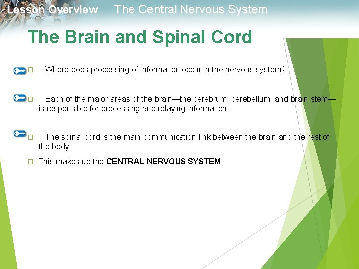 Lesson Overview The Central Nervous System The Brain and Spinal Cord � Where does