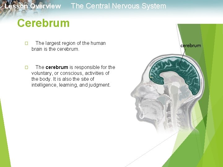 Lesson Overview The Central Nervous System Cerebrum � The largest region of the human