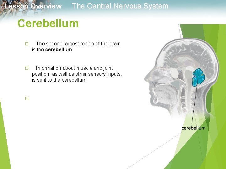 Lesson Overview The Central Nervous System Cerebellum � The second largest region of the