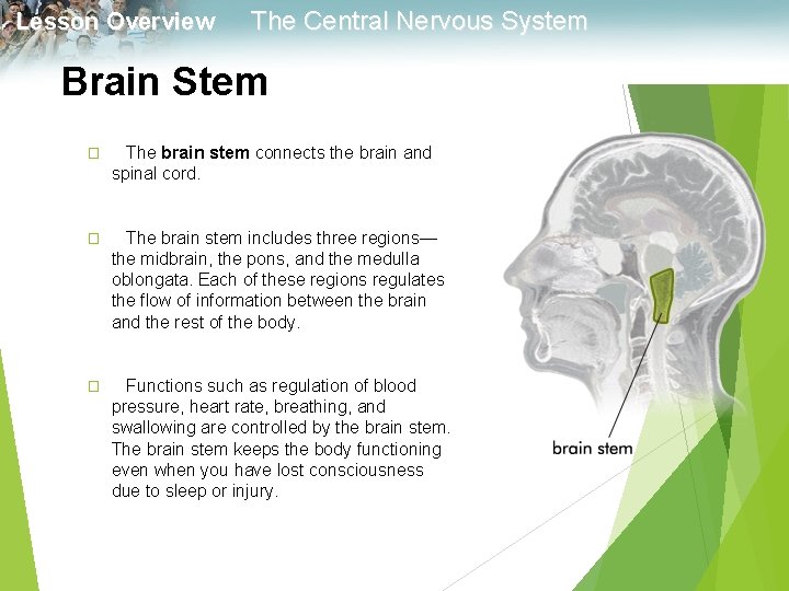 Lesson Overview The Central Nervous System Brain Stem � The brain stem connects the