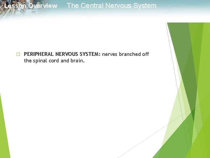 Lesson Overview � The Central Nervous System PERIPHERAL NERVOUS SYSTEM: nerves branched off the
