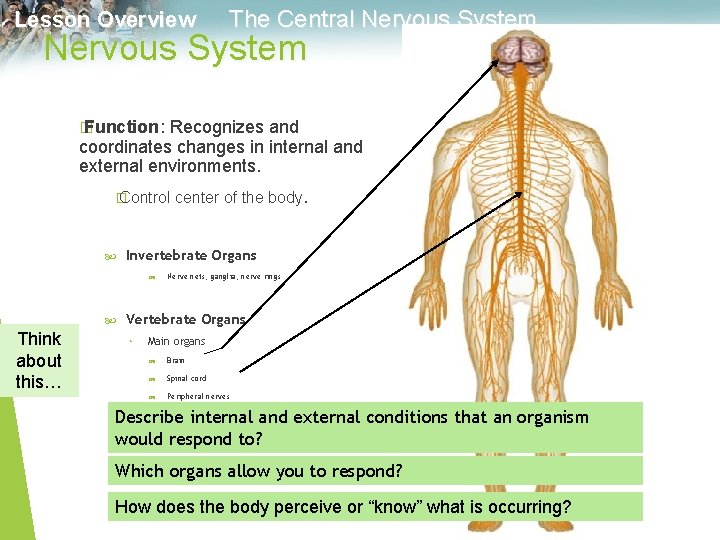 Lesson Overview The Central Nervous System � Function: Recognizes and coordinates changes in internal