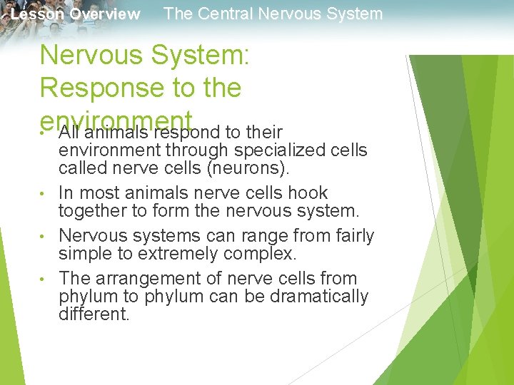 Lesson Overview The Central Nervous System: Response to the environment • All animals respond