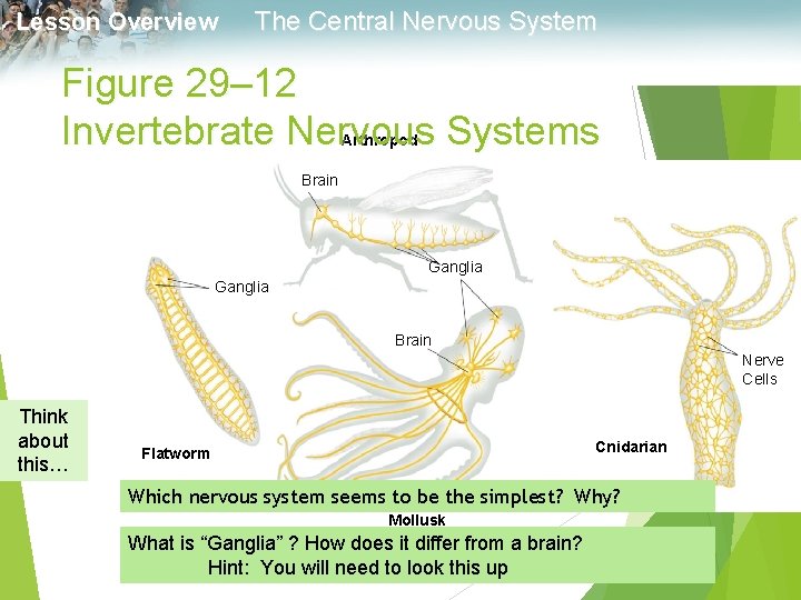 Lesson Overview The Central Nervous System Figure 29– 12 Invertebrate Nervous Systems Section 29