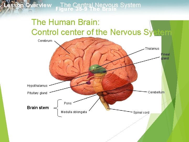Lesson Overview The Central Nervous System Figure 35 -9 The Brain Section 35 -3