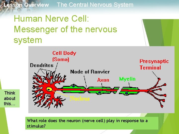 Lesson Overview The Central Nervous System Human Nerve Cell: Messenger of the nervous system