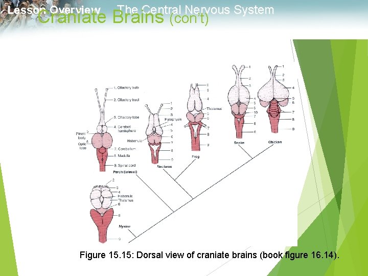 Lesson Overview The Central Nervous System Craniate Brains (con’t) Figure 15. 15: Dorsal view