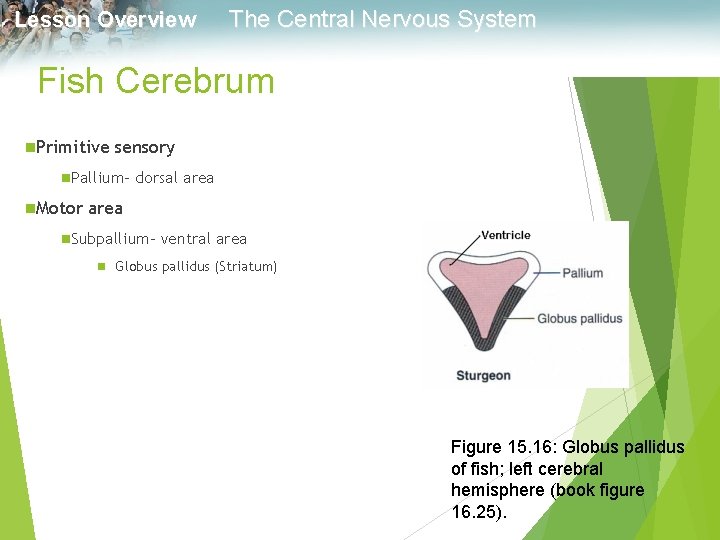 Lesson Overview The Central Nervous System Fish Cerebrum n. Primitive sensory n. Pallium- n.