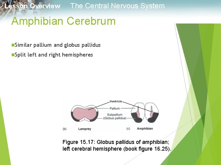 Lesson Overview The Central Nervous System Amphibian Cerebrum n. Similar n. Split pallium and