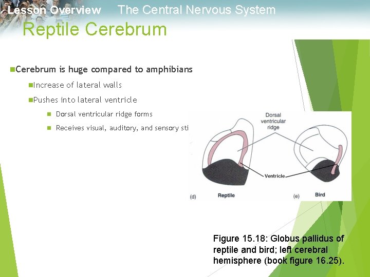 Lesson Overview The Central Nervous System Reptile Cerebrum n. Cerebrum is huge compared to