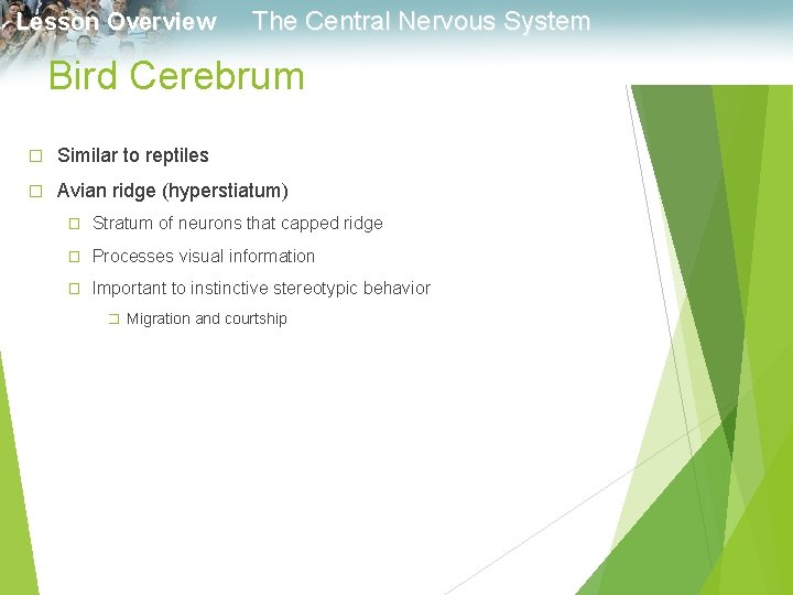 Lesson Overview The Central Nervous System Bird Cerebrum � Similar to reptiles � Avian
