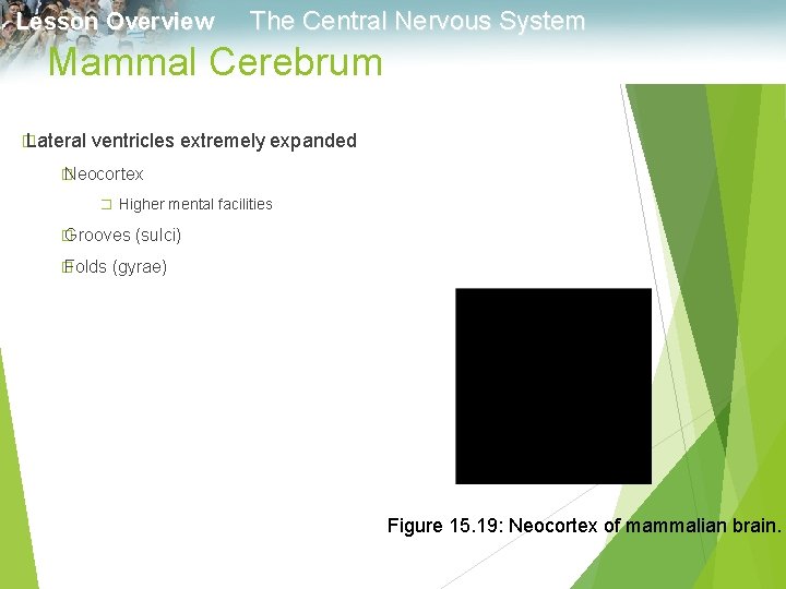 Lesson Overview The Central Nervous System Mammal Cerebrum � Lateral ventricles extremely expanded �