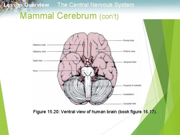 Lesson Overview The Central Nervous System Mammal Cerebrum (con’t) Figure 15. 20: Ventral view