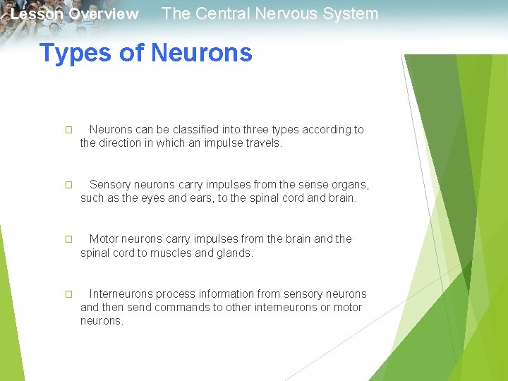 Lesson Overview The Central Nervous System Types of Neurons � Neurons can be classified