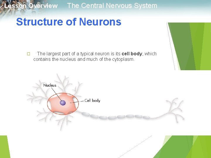 Lesson Overview The Central Nervous System Structure of Neurons � The largest part of