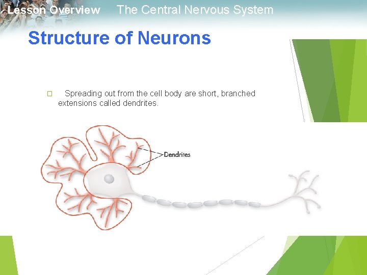 Lesson Overview The Central Nervous System Structure of Neurons � Spreading out from the