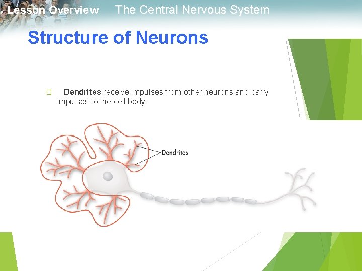 Lesson Overview The Central Nervous System Structure of Neurons � Dendrites receive impulses from