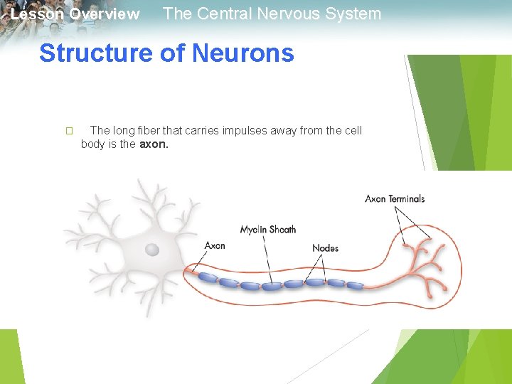 Lesson Overview The Central Nervous System Structure of Neurons � The long fiber that