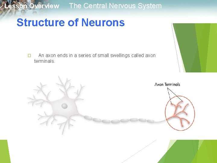 Lesson Overview The Central Nervous System Structure of Neurons � An axon ends in