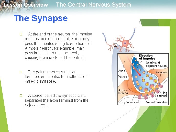 Lesson Overview The Central Nervous System The Synapse � At the end of the