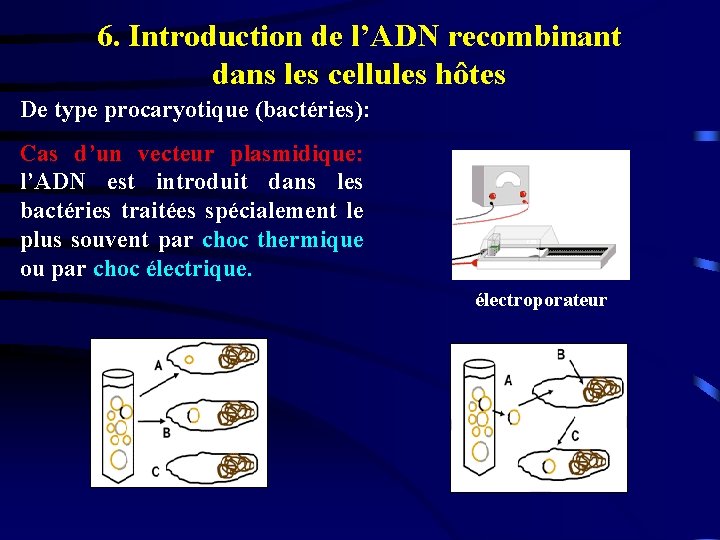 6. Introduction de l’ADN recombinant dans les cellules hôtes De type procaryotique (bactéries): Cas