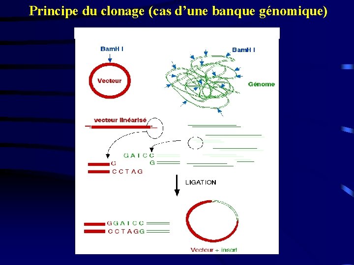 Principe du clonage (cas d’une banque génomique) 