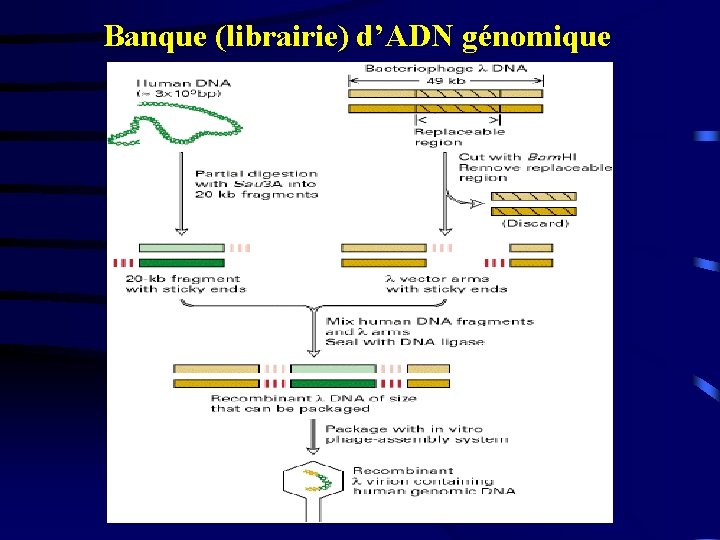 Banque (librairie) d’ADN génomique 