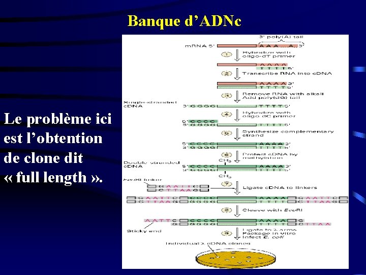 Banque d’ADNc Le problème ici est l’obtention de clone dit « full length »