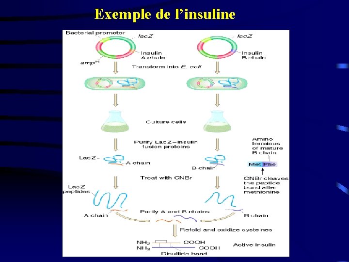 Exemple de l’insuline 