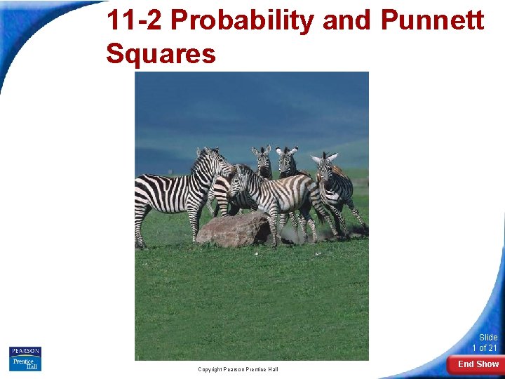 11 -2 Probability and Punnett Squares Slide 1 of 21 Copyright Pearson Prentice Hall