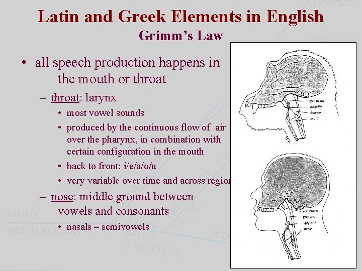 Latin and Greek Elements in English Grimm’s Law • all speech production happens in