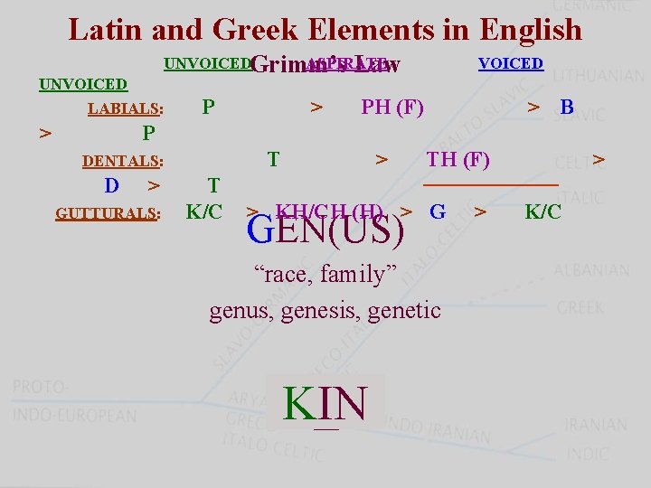 Latin and Greek Elements in English UNVOICEDGrimm’s ASPIRATE Law UNVOICED LABIALS: > P >