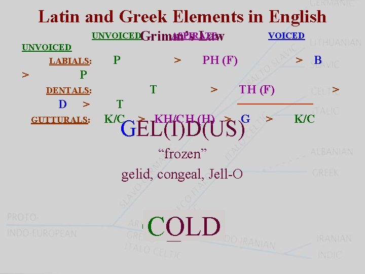 Latin and Greek Elements in English UNVOICEDGrimm’s ASPIRATE Law UNVOICED LABIALS: > P >