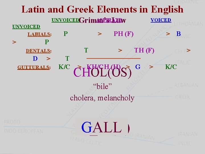 Latin and Greek Elements in English UNVOICEDGrimm’s ASPIRATE Law UNVOICED LABIALS: > P >