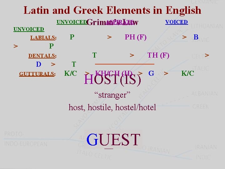 Latin and Greek Elements in English UNVOICEDGrimm’s ASPIRATE Law UNVOICED LABIALS: > P >